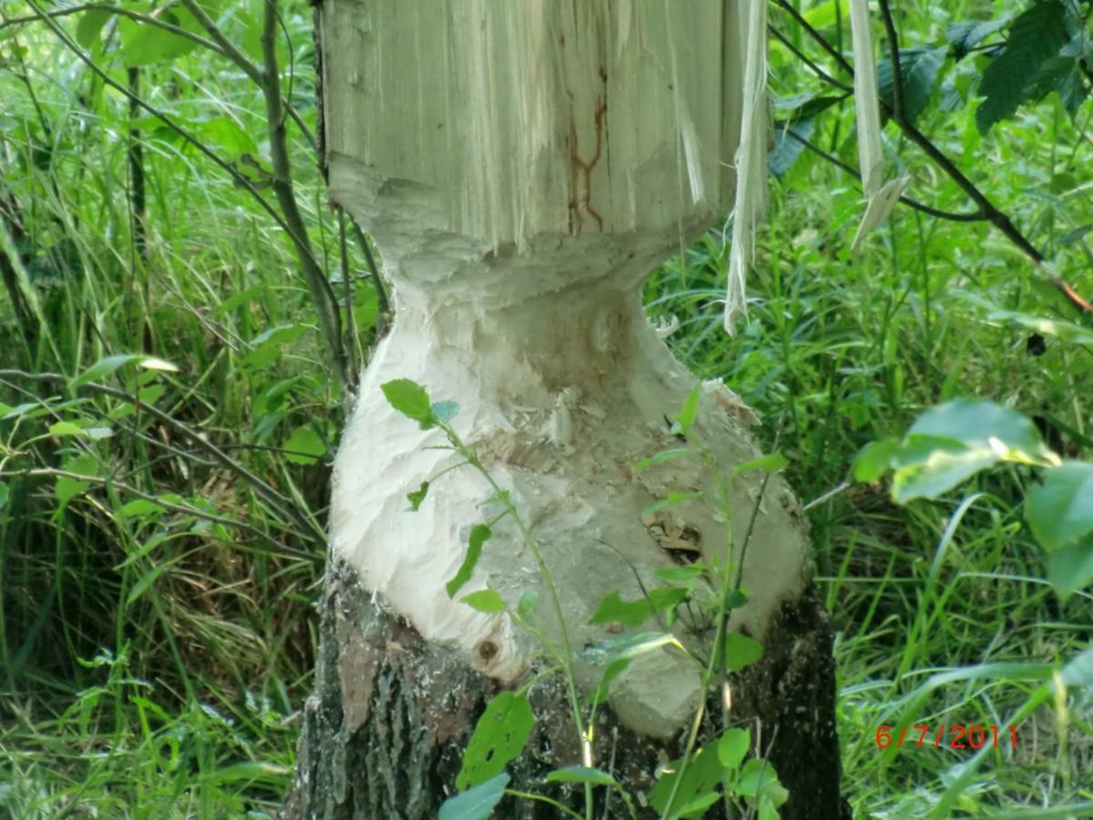Agroturystyka Burylowka Osiecznica Exterior foto
